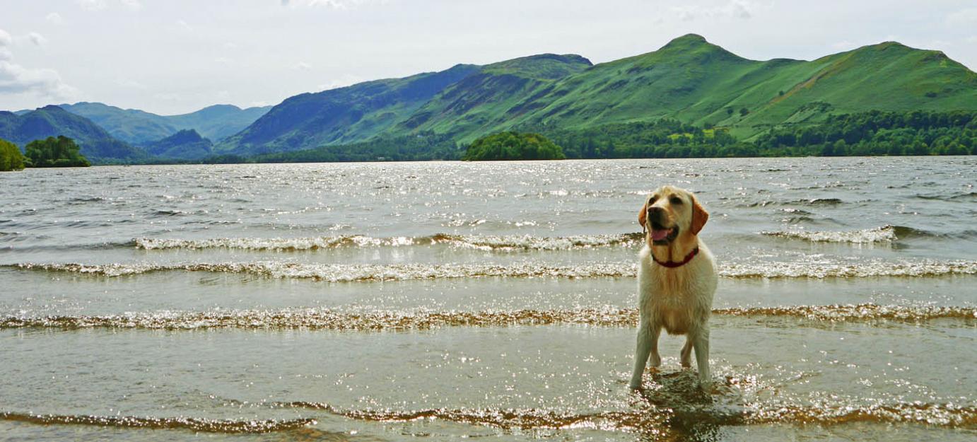 lake district dog friendly
